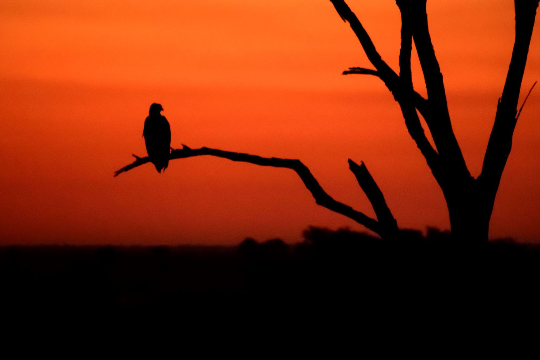 Chobe National Park, Botswana